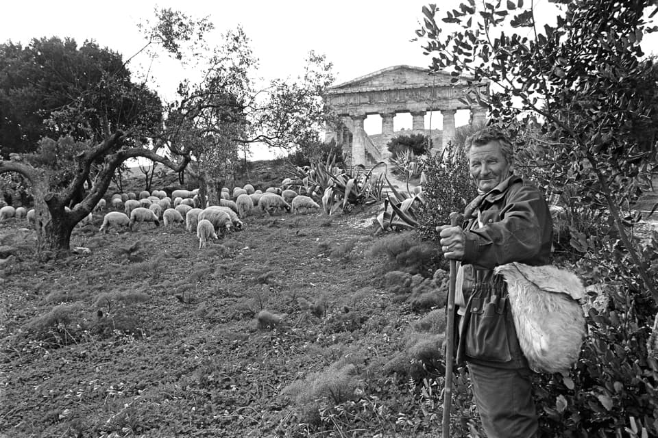 Sicilian shepherd